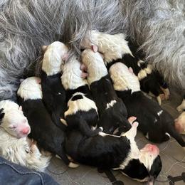 Old English Sheepdog puppies from Pacific Blue Sheepdogs