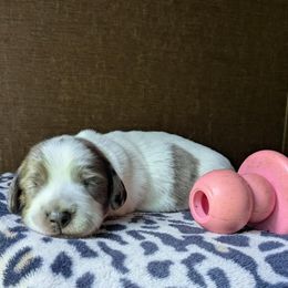 Girl 1 - Piebald female Dachshund puppy in Tennessee Colony, Texas from Hairy Wieners