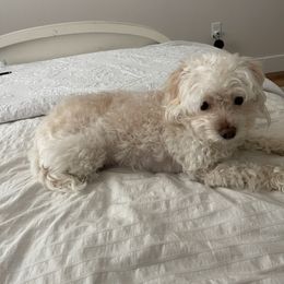 Lylah - Maltipoo