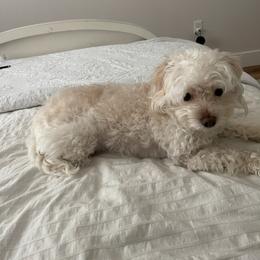 Lylah - Maltipoo
