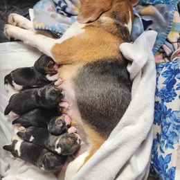 Tiramisu - Red black and white female Beagle puppy in Brockway, Pennsylvania from Sugar Hill Hounds