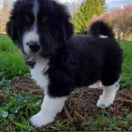 Bernedoodle Puppies from Terry Jorgensen