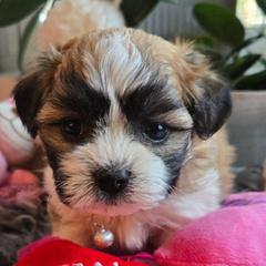 Red Collar-Rocket - Brown and white male Shichon puppy in Upland, California from IDREAMOFPUPPIES