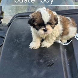 Buster Boy - Brindle and white male Shih Tzu puppy in Bruceville, Indiana from Baby Girl’s Yorkies, Shih-Tzu, Shorkies