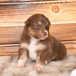 Louvre - Red tri-color male Australian Shepherd puppy in Kirksville, Missouri from BellSharps Australian Shepherds