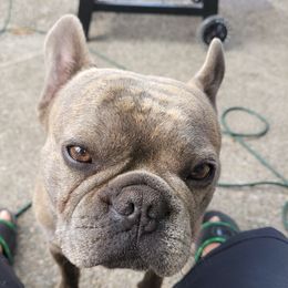 Hammy - French Bulldog