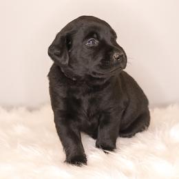 Labrador Retriever Puppies from AGL Retrievers