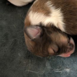 Puppy 3 - Sable and white female Shetland Sheepdog puppy in Roanoke, Virginia from Romestar performance K9
