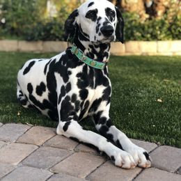 Babette - Dalmatian
