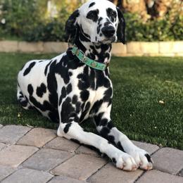 Babette - Dalmatian