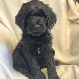 Goldendoodles from Hippity Hop Ranch Goldendoodles