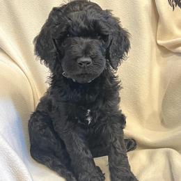 Goldendoodles from Hippity Hop Ranch Goldendoodles