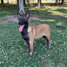 Artak's Home Stark - Red male Belgian Malinois puppy in Monroe, North Carolina from Artaks Home Malinois