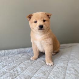 Rudy - Cream male Shiba Inu puppy in Monett, Missouri from Happy Tails Shiba Inus