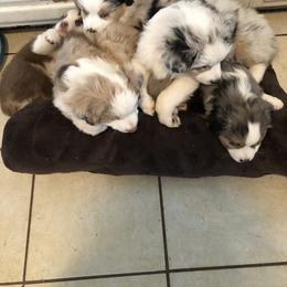 Miniature Australian Shepherd Puppies from Boulder Mini Aussies