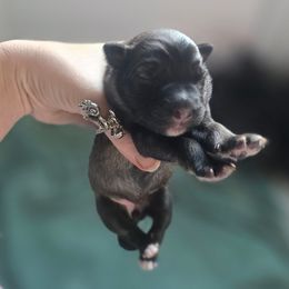 Moon - Tawny female Keeshond puppy in Logan, Ohio from Hocking Hills Keeshonds