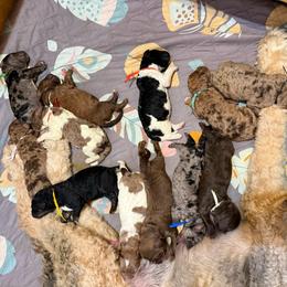 Clyde - Merle male Saint Berdoodle puppy in Beach, North Dakota from Badland St. Berdoodles LLC