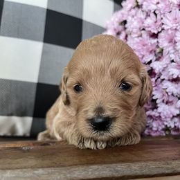 Autumn - Red Labradoodle puppy in English, Indiana from Doodle Darlings