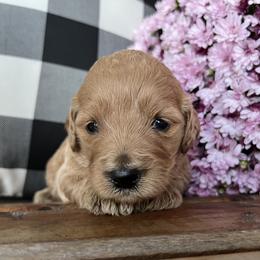 Autumn - Red Labradoodle puppy in English, Indiana from Doodle Darlings