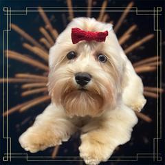 Nala - Miniature Schnauzer