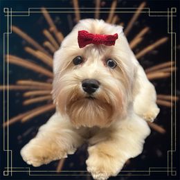 Nala - Miniature Schnauzer