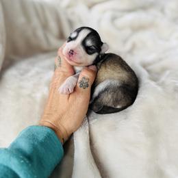 Boy 1 - Silver and white male Pomsky puppy in Yavapai County, Arizona from Pawsh Pomskies