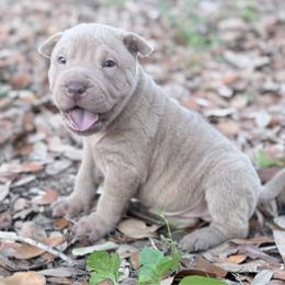 Mangrove - Lilac dilute male Chinese Shar-Pei puppy in Lehigh Acres, Florida from Florida Wrinkles
