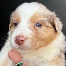 Jane - Red merle female Australian Shepherd puppy in Stanford, Kentucky from Red Feather Aussies