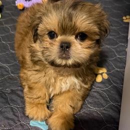 Very laid-back Birkin - Cream and white male Shih Tzu puppy in Gilbert, Arizona from 🌗 New Moon Shih Tzu 🌗