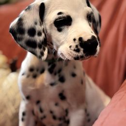 Green collar HUA - White and black male Dalmatian puppy in Hawkins, Texas from Snow Dalmatians