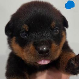 Boy 1 - Black and rust male Rottweiler puppy in San Antonio, Texas from HAUS OF RZA