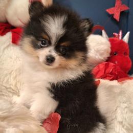 Ralph - Tri-colored male Pomeranian puppy in Tampa, St Petersburg, Florida from Diana's Pomeranians
