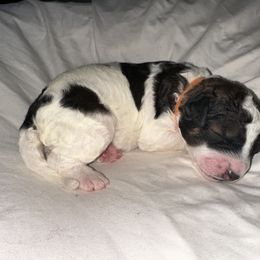 Bernedoodle Puppies from Double B Doodles
