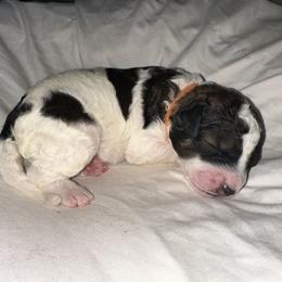 Bernedoodle Puppies from Double B Doodles