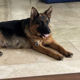 Alma - German Shepherd