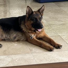 Alma - German Shepherd