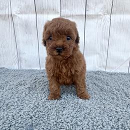 Truffle (AKC) - Red  male Poodle puppy in Riverside, California from Red Toy Poodle World