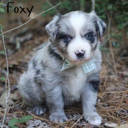 Foxy - Blue Bi Merle Female - Blue merle female Miniature Australian Shepherd puppy in Nacogdoches, Texas from TK Standard, Mini, & Toy Aussies