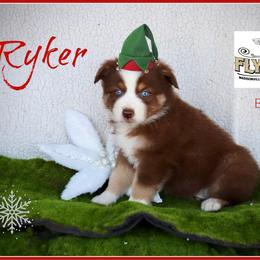 Ryker - Red tri male Miniature Australian Shepherd puppy in Madisonville, Texas from Flying LL Aussies