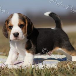 AKC 'Brody' - Black tan and white male Beagle puppy in Lamar, Missouri from Marti Acres ~ Boston Terrier & Beagles