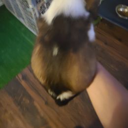 English Springer Spaniel Puppies from Savannah River Springers