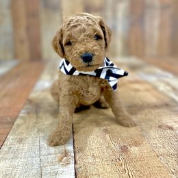 Goldendoodle and Poodle Puppies from Picture Perfect Doodles