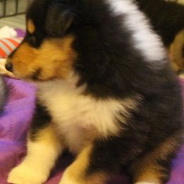 Collie Puppies from Bainwood Collies