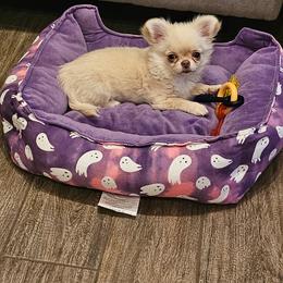 Boyd - Cream and white male Chihuahua puppy in Kannapolis, North Carolina from East Coast Bull Terriers N Chihuahuas