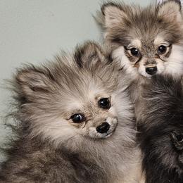 Pomeranians from RC Pets