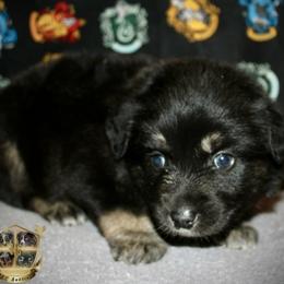 Jolly rancher - Black tri female Miniature Australian Shepherd puppy in El Dorado Springs, Missouri from HP Aussie Kennels