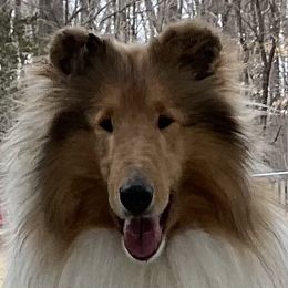 Zied - Collie