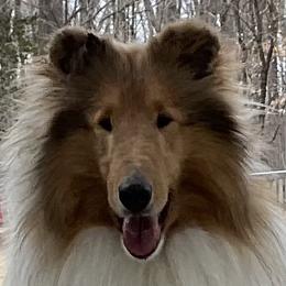 Zied - Collie