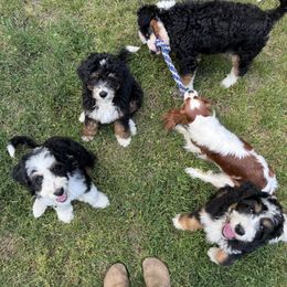 Bernedoodle Puppies from Bern'N Love Doodles