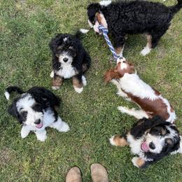 Bernedoodle Puppies from Bern'N Love Doodles
